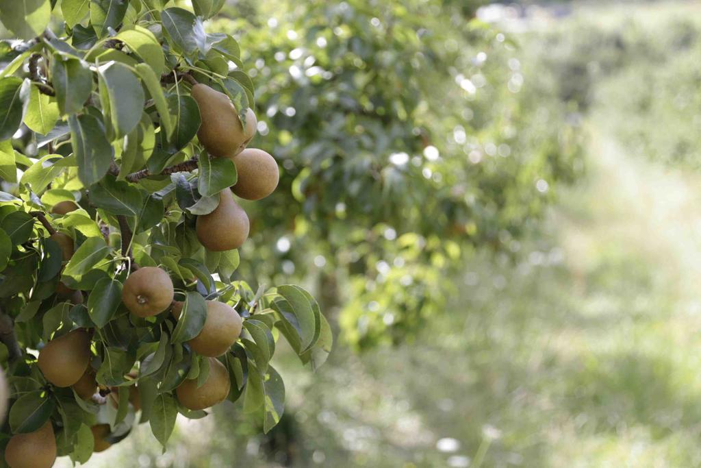 The Pear Orchard Lodge Richmond Exteriör bild